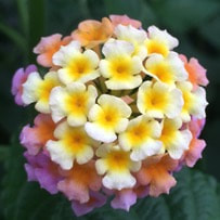 Lantana has a natural soothing property to the skin and can be used to reduce irritation.