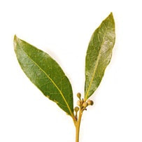 Laurel Leaf essential oil is extracted using steam distillation 