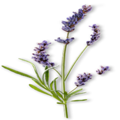 Lavandin is a hybrid of two types of lavender