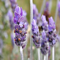 Lavandula Known since Roman Antiquity as a perfume and aromatic