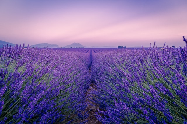 Lavender is known for its fragrant, purple flowers and is widely used for its essential oil