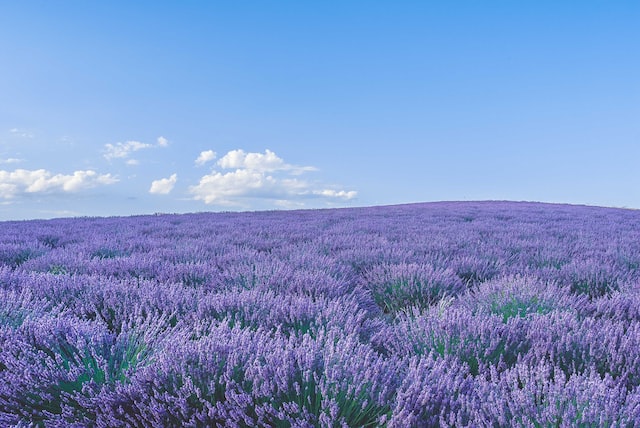Lavender has a distinctive, floral scent that is both fresh and calming.