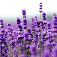 Lavender oil  is a great perfume oil for men and women perfume