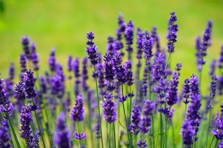 Stress-Relief  Lavender Aroma 