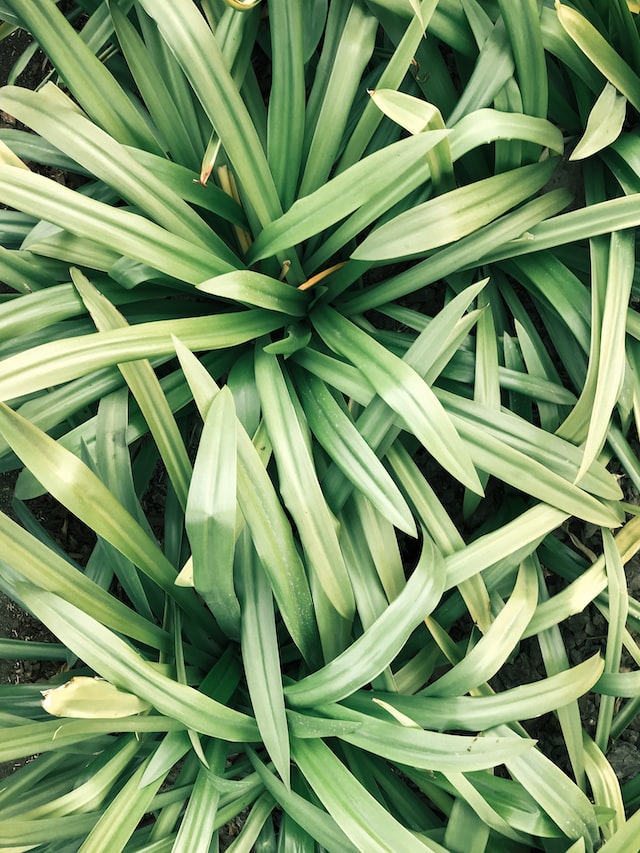 Lemongrass is a versatile herb that can be used in many different ways