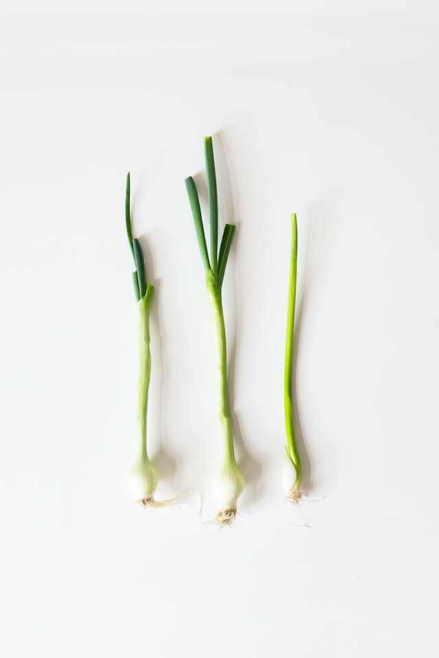 Lemongrass essential oil is derived from the leaves and stalks 