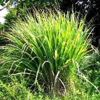 lemongrass oil for soaps & spa products
