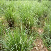Lemongrass is a tropical, grassy plant used in herbal medicine