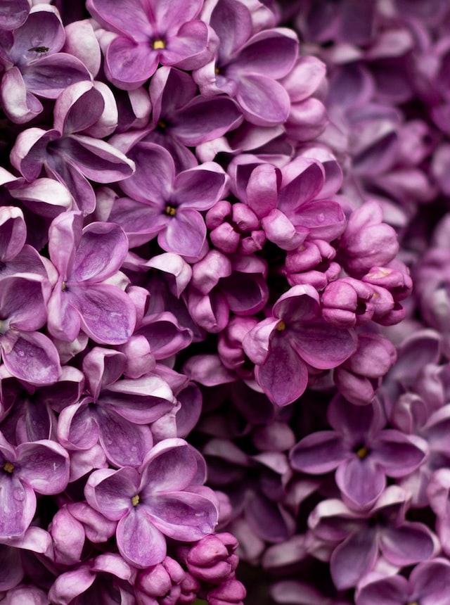  Lilacs are known for their fragrant, showy clusters of purple, pink, white, or yellow flowers