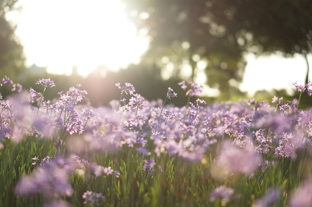 lilac is often used to depict a sense of calm and serenity.