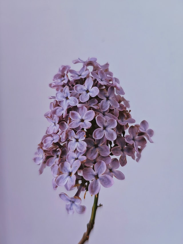 The lilac is also a popular subject in art and literature,