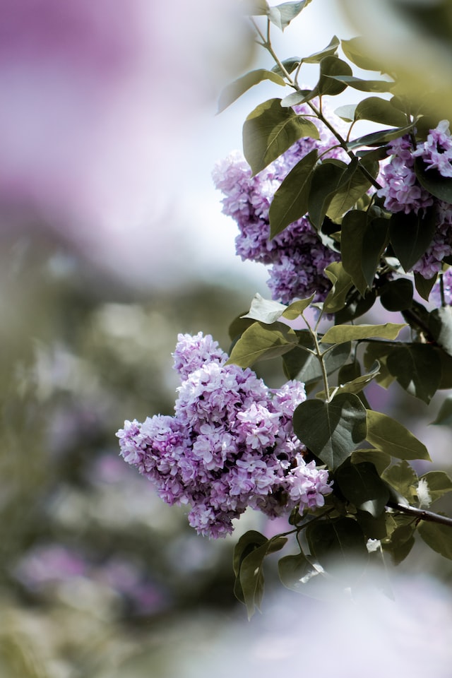 The scent of lilacs is commonly described as sweet, floral, and fresh. 