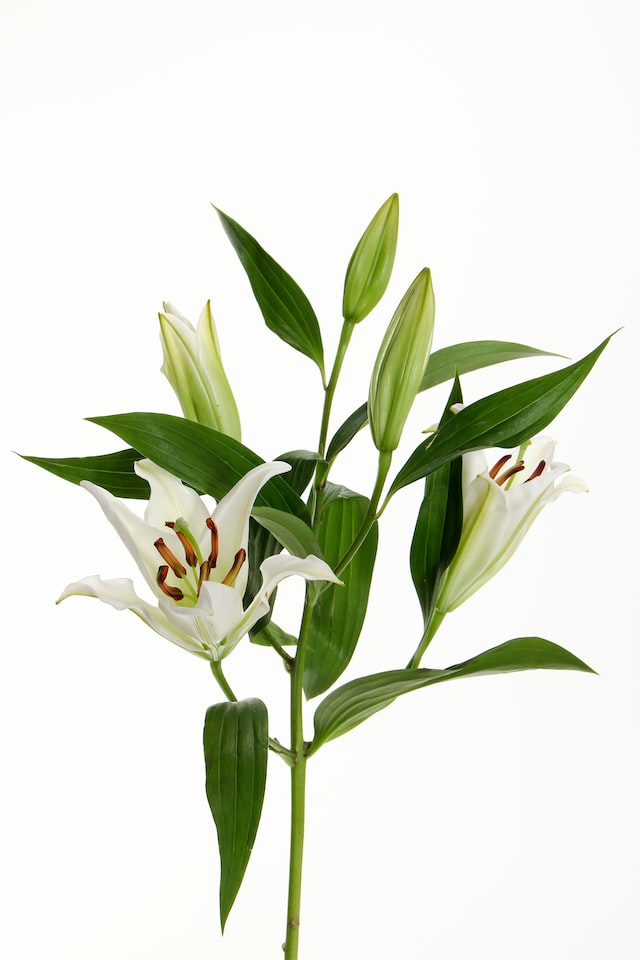 Romantic Date Night with Fragrant Lilies