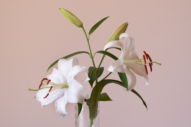 Some species of lily are known for their sweet fragrance