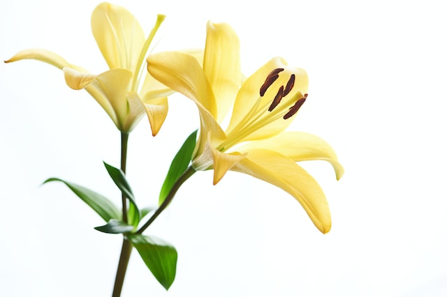 Lilies have a sweet, fragrant scent that is produced by the essential oils 
