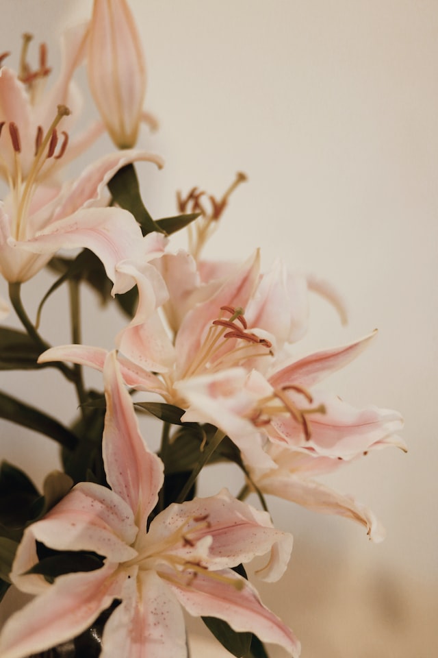Lily scent is often used in perfumery and candles, as well as other fragrant products such as soaps, lotions, and potpourri. 