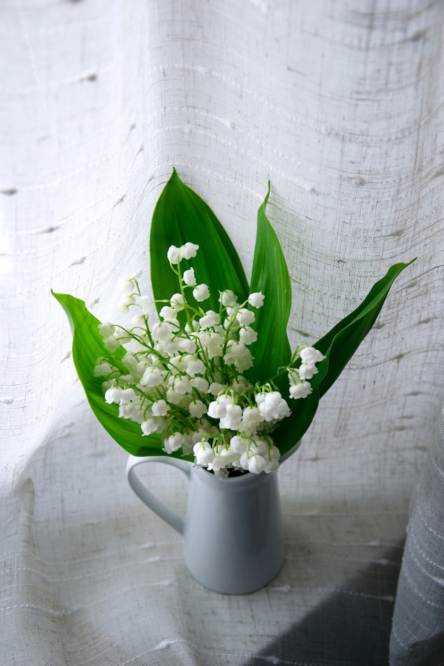  lily of the valley is a popular flower in literature and art 