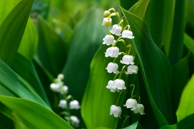 e lily of the valley plant produces small, bell-shaped flowers that have a sweet, delicate, fresh and floral scent, with notes of spring and a hint of honey.