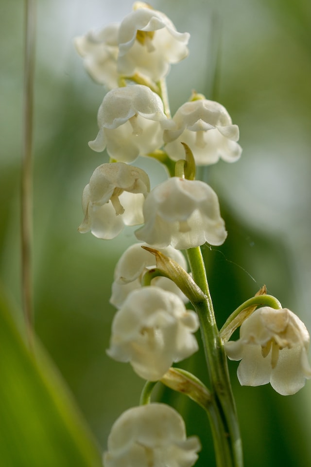 lily of the valley scent, but some of the most famous