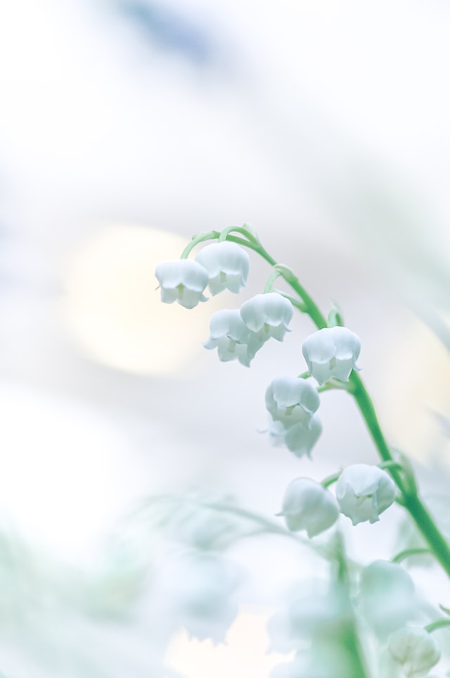 Nature-Inspired Lily of the Valley Scent