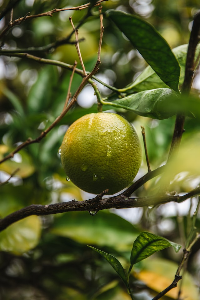 The scent of lime is typically described as fresh, tangy, and citrusy. 