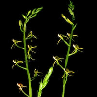 Therapeutic and odorous Liparis bootanensis Griff. Syn. Liparis plicata Franch & Savat.