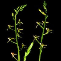 Liparis bootanensis Griff. Syn. Liparis plicata Franch & Savat. perfume ingredient at scentopia your orchids fragrance essential oils