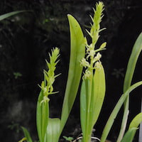 Liparis cespitosa (Lam.) Lindl. Therapeutic and odorous 