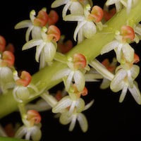Liparis condylobulbon Rchb perfume ingredient at scentopia your orchids fragrance essential oils