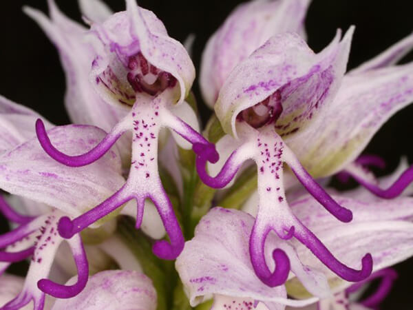 Liparis nervosa  perfume ingredient at scentopia your orchids fragrance essential oils