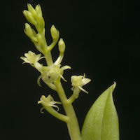 Liparis stricklandiana Rchb. f. Therapeutic and odorous 