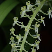 Liparis viridiflora (Blume) Lindl. Therapeutic and odorous 