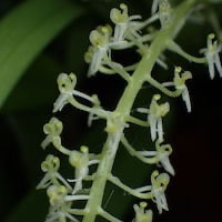 Liparis viridiflora perfume ingredient at scentopia your orchids fragrance essential oils