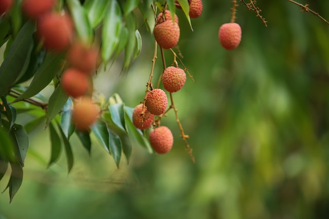 The litchi is the official fruit of the city of Hakodate, Japan.