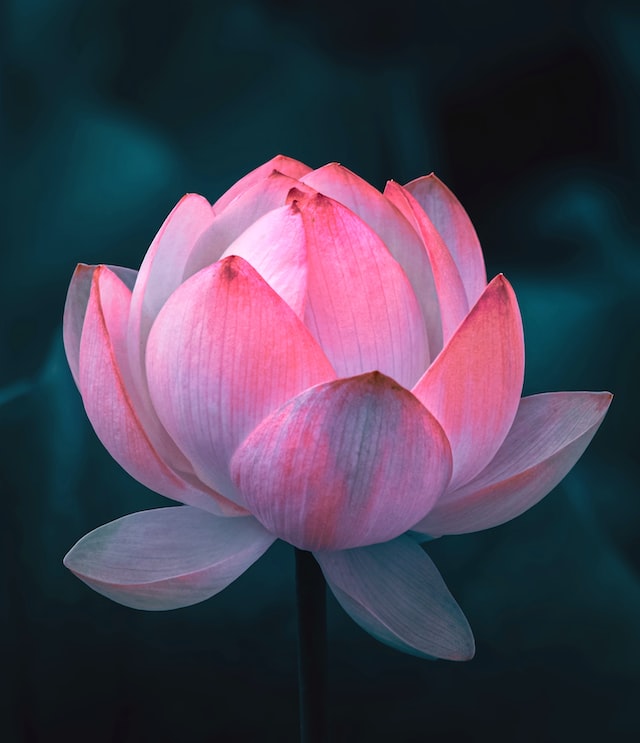 The lotus has a significant role in mythology and religious traditions of many cultures.