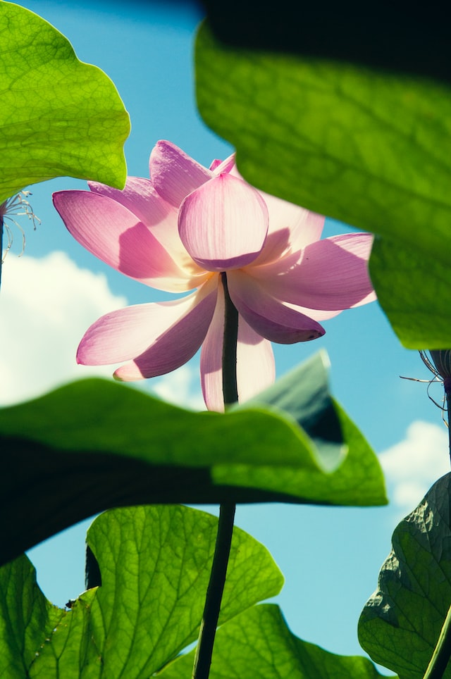 The scent of the lotus is also used in perfumes, aromatherapy and incense. In perfumes, the lotus scent is often used as a top or middle note, giving the fragrance a light and fresh aroma. I