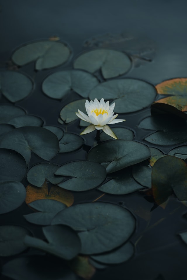 scent of lotus can vary depending on the species,