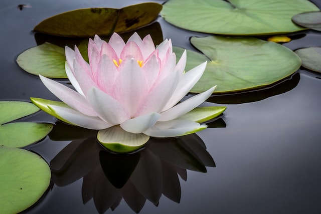Lotus Oil for Holistic Wellbeing