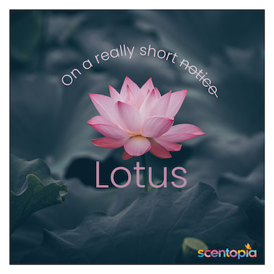 lotus essential oil for perfume making sentosa