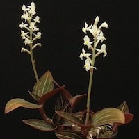 Ludisia discolor (Ker.-Gawl.) A. Rich. perfume ingredient at scentopia your orchids fragrance essential oils