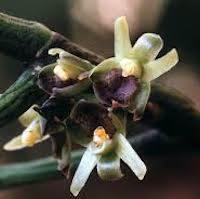 Therapeutic and odorous  Luisia brachystachys (Lindl.) Bl. Syn. Luisia indivisa King & Pantl.