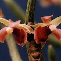Luisia morsei Rolfe perfume ingredient at scentopia your orchids fragrance essential oils