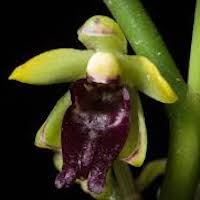Luisia teres (Thunb.) Blume Therapeutic and odorous 