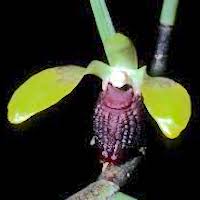 Luisia thailandica Seidenf. Therapeutic and odorous 