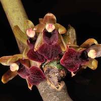 Luisia trichorrhiza (Hook.) Blume Therapeutic and odorous 