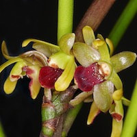 Luisia tristis (G.Forst.) Hook. f. Syn. Luisia teretifolia Gaudich., Luisia zeylandica Lindl. perfume ingredient at scentopia your orchids fragrance essential oils