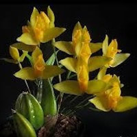 Lycaste Aromatica perfume ingredient at scentopia your orchids fragrance essential oils