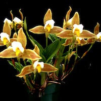 Lycaste Deppei  perfume ingredient at scentopia your orchids fragrance essential oils