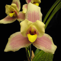 Lycaste Imschootiana perfume ingredient at scentopia your orchids fragrance essential oils