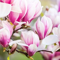 Magnolia Flowers has a long history of being used in traditional Chinese medicine